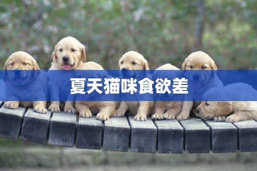 夏天貓咪食欲差