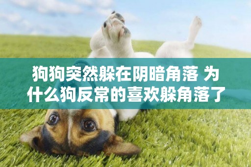 狗狗突然躲在陰暗角落 為什么狗反常的喜歡躲角落了