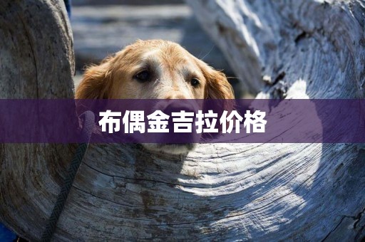 布偶金吉拉價格