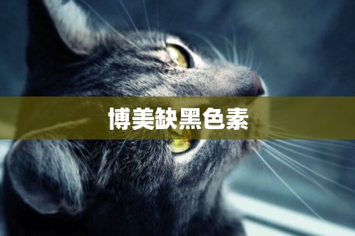 博美缺黑色素