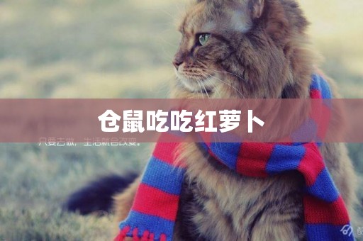 倉鼠吃吃紅蘿卜