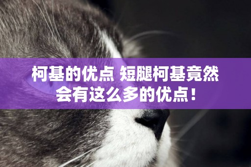 柯基的優點 短腿柯基竟然會有這么多的優點！