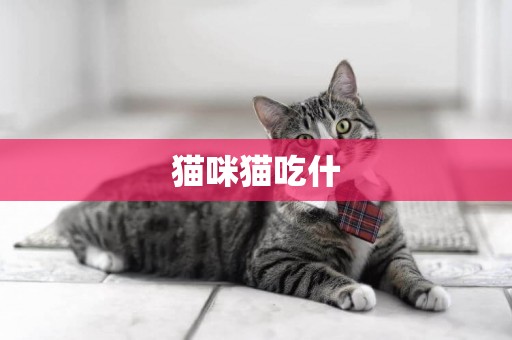貓咪貓吃什