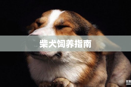 柴犬飼養指南