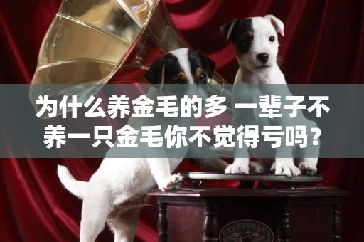 為什么養金毛的多 一輩子不養一只金毛你不覺得虧嗎？