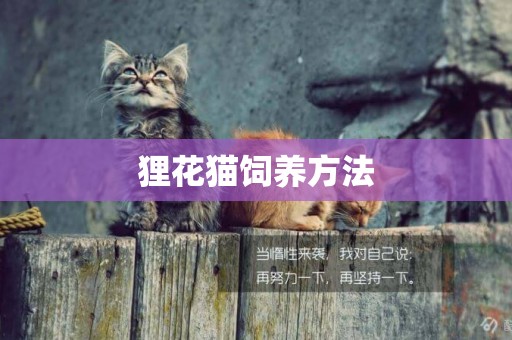 貍花貓飼養方法
