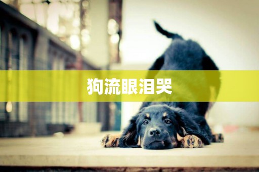 狗流眼淚哭
