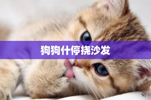 狗狗什停撓沙發
