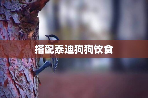 搭配泰迪狗狗飲食