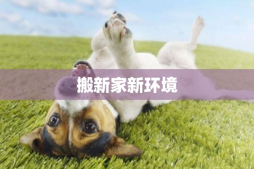 搬新家新環境