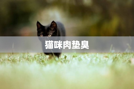 貓咪肉墊臭