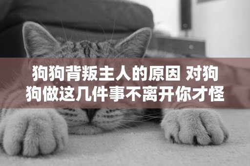 狗狗背叛主人的原因 對狗狗做這幾件事不離開你才怪呢！