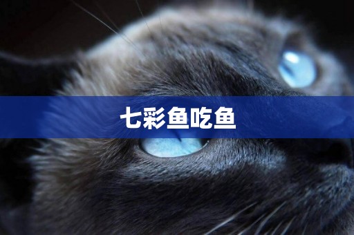 七彩魚吃魚