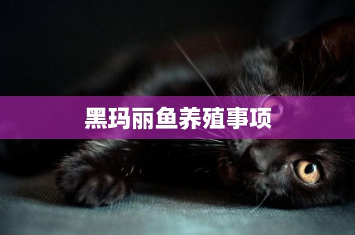 黑瑪麗魚養殖事項