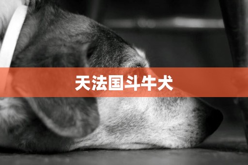 天法國斗牛犬