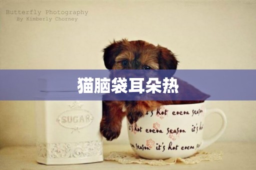 貓腦袋耳朵熱
