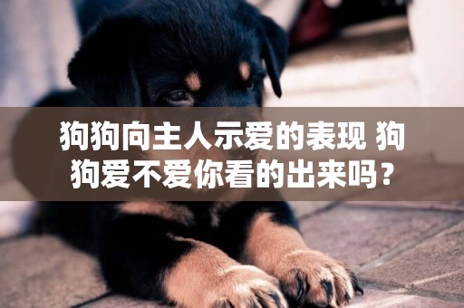 狗狗向主人示愛的表現 狗狗愛不愛你看的出來嗎？