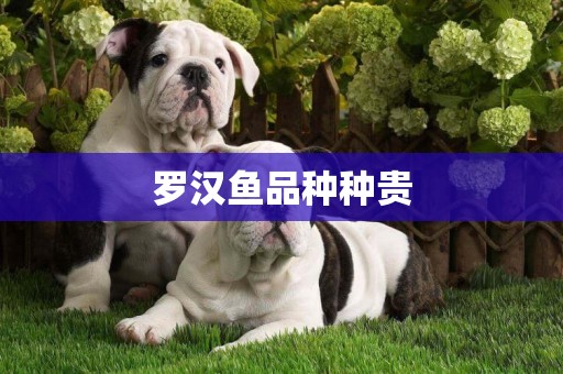 羅漢魚品種種貴