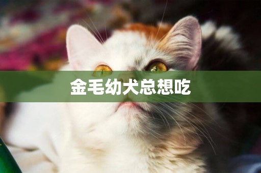 金毛幼犬總想吃