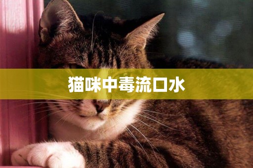 貓咪中毒流口水
