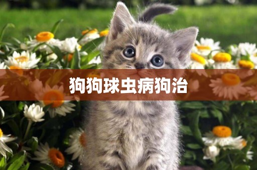 狗狗球蟲病狗治