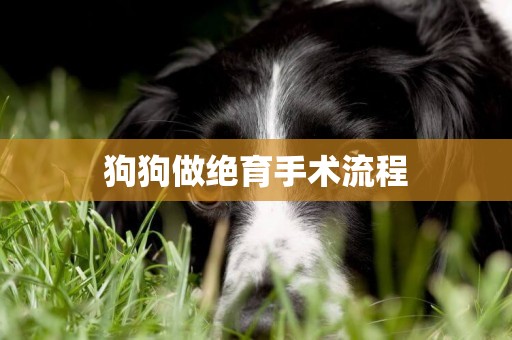 狗狗做絕育手術流程
