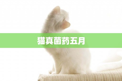 貓真菌藥五月
