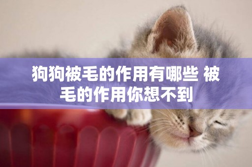 狗狗被毛的作用有哪些 被毛的作用你想不到