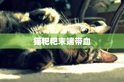 貓粑粑末端帶血