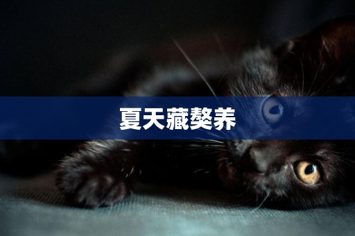 夏天藏獒養