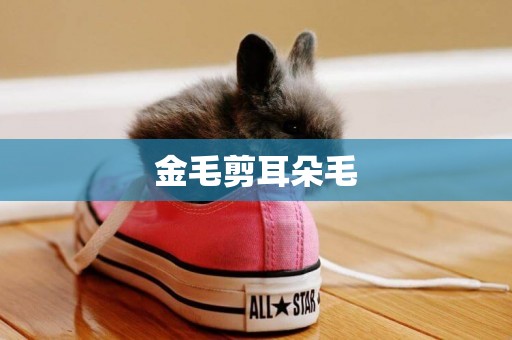 金毛剪耳朵毛
