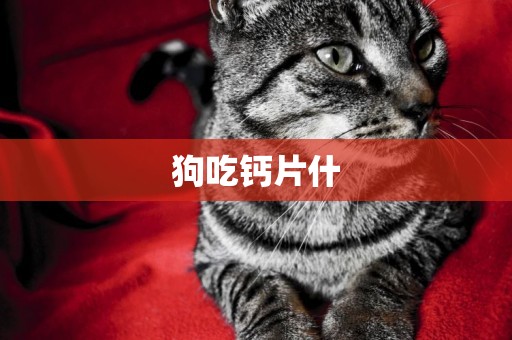 狗吃鈣片什