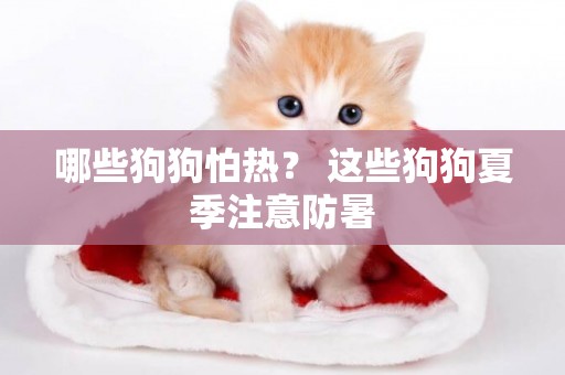 哪些狗狗怕熱？ 這些狗狗夏季注意防暑
