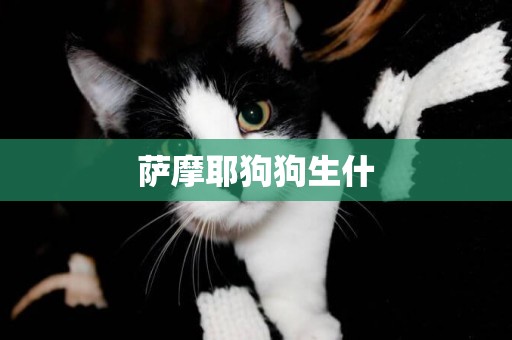 薩摩耶狗狗生什
