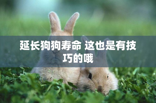 延長狗狗壽命 這也是有技巧的哦