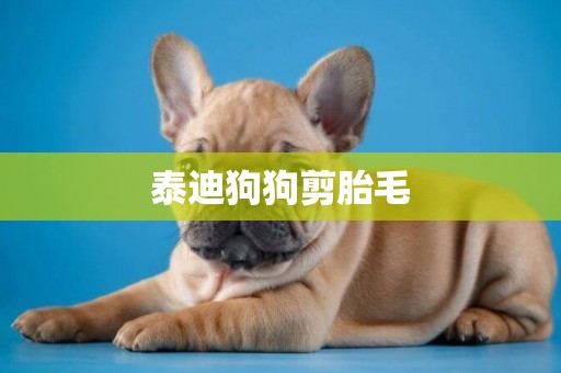泰迪狗狗剪胎毛