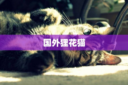 國外貍花貓