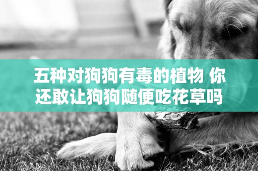 五種對狗狗有毒的植物 你還敢讓狗狗隨便吃花草嗎