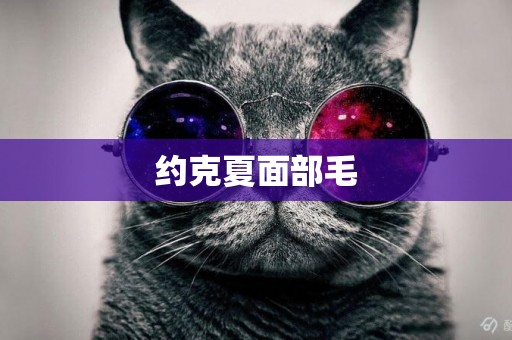 約克夏面部毛