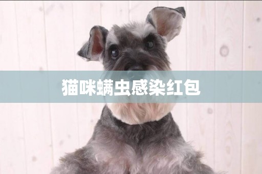 貓咪螨蟲感染紅包