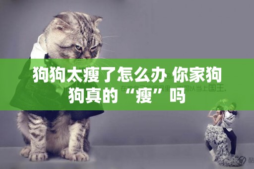 狗狗太瘦了怎么辦 你家狗狗真的“瘦”嗎