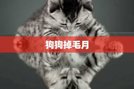 狗狗掉毛月