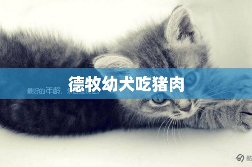 德牧幼犬吃豬肉