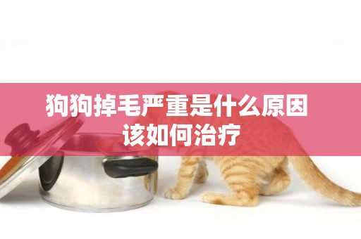 狗狗掉毛嚴重是什么原因 該如何治療