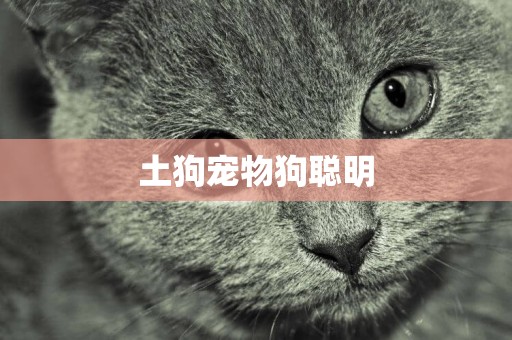 土狗寵物狗聰明