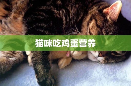 貓咪吃雞蛋營養