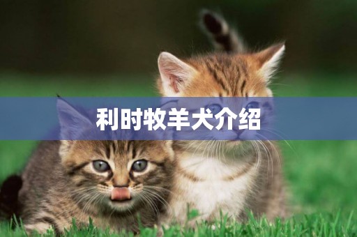 利時牧羊犬介紹