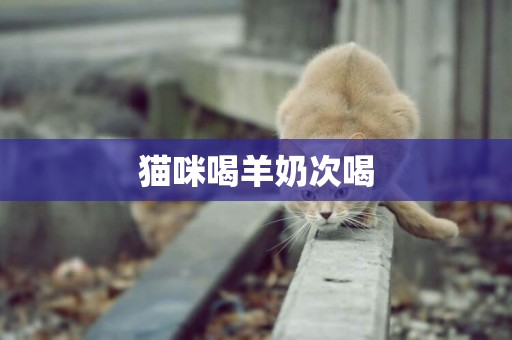 貓咪喝羊奶次喝
