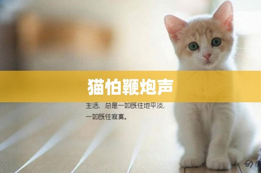 貓怕鞭炮聲