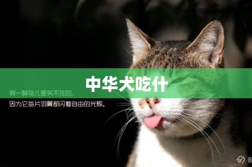中華犬吃什